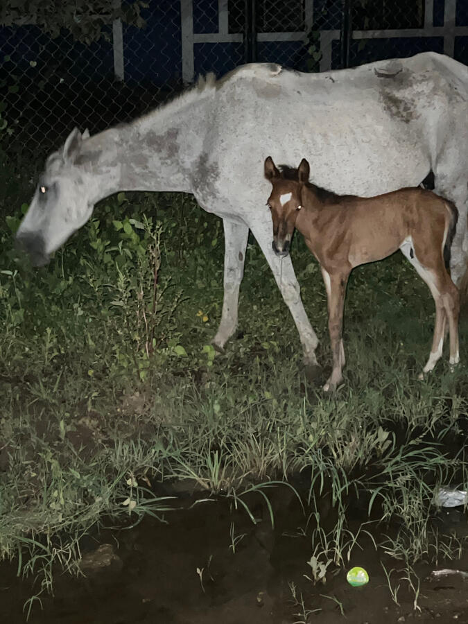 A Horse Just Gave Birth